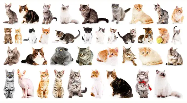 Una carrellata di gatti, da cuccioli a adulti, che copre tutte le razze di gatti dalla a alla z, in pose e colori diversi.