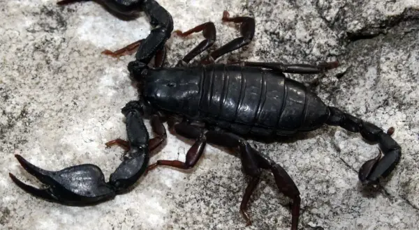 Scorpione nero, un insetto con chele e coda velenosa, si muove su una roccia.