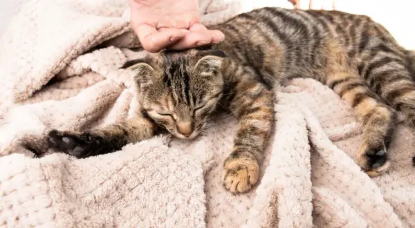 Un gatto tigrato dorme su una coperta morbida, accarezzato da una mano. Osservare il suo comportamento è fondamentale per capire se il gatto sta male.