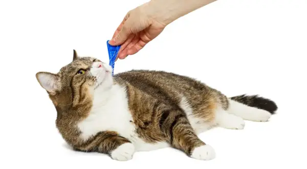 Mano applica prodotto antiparassitario, non veleno per gatti, sul pelo di un gatto tigrato sdraiato.