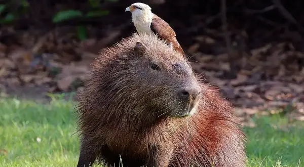 Capibara dove vive: un roditore gigante con un falco sulla testa, in un prato verde.