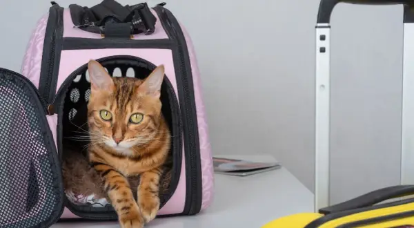 Gatto soriano con occhi verdi in un trasportino rosa, pronto per viaggiare con il gatto. Valigie sullo sfondo.
