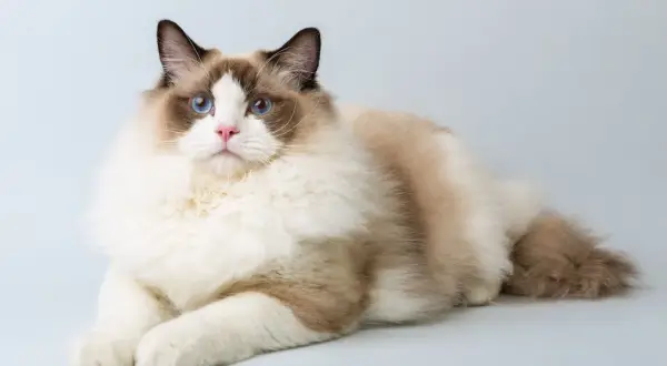 Un Ragdoll con occhi blu intensi e pelo soffice, senza difetti evidenti, posa con eleganza.
