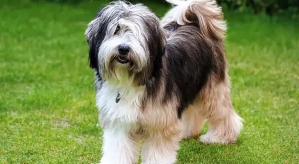 Un adorabile Tibetan Terrier con pelo lungo e folto, color crema e nero, posa su un prato verde.