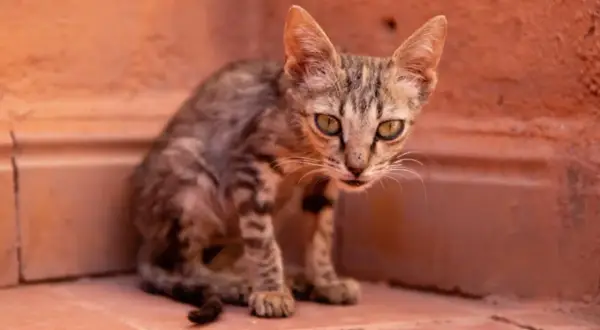 Un gatto magro, con occhi verdi e pelo tigrato, si nasconde in un angolo.