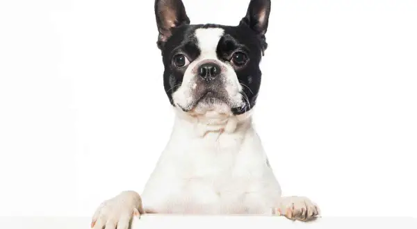 Un Boston Terrier dal carattere vivace, con le zampe appoggiate su un piano bianco, guarda verso l'obiettivo con espressione curiosa.