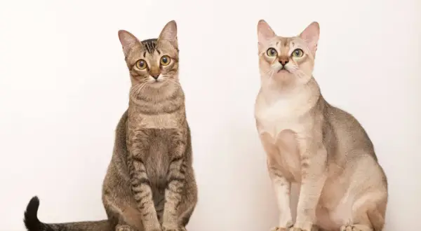 Due gatti seduti su un ripiano di legno. Uno è tigrato, l'altro è color crema. Il gatto tigrato sembra il gatto più piccolo.