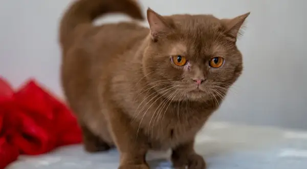 Un adorabile british shorthair marrone con occhi ambrati guarda intensamente, con un fiocco rosso sfocato sullo sfondo.