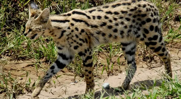 Un elegante serval gatto, con il suo mantello maculato e le zampe striate, cammina tra l'erba alta.
