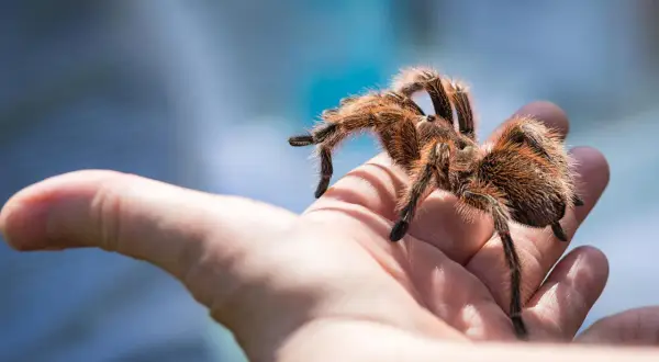 Una tarantola pelosa cammina su una mano aperta. Il suo morso, sebbene non sia un problema per questa specie, è un ricordo della natura selvaggia.