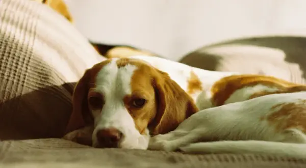 Un beagle sdraiato su un divano, con un'espressione un po' malinconica. Forse i cani hanno freddo di notte e cercano un posto caldo.