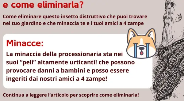 Guida per capire come eliminare la processionaria fai da te. Proteggi bambini e animali domestici dai peli urticanti.