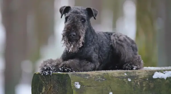 Un Lakeland Terrier nero, con la barba imbiancata dalla neve, riposa su un tronco d'albero in un bosco invernale.