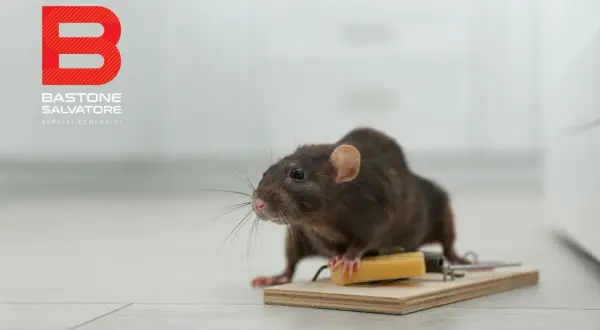 Un topo comune, con baffi lunghi e occhietti vispi, è attratto da un pezzo di formaggio su una trappola.