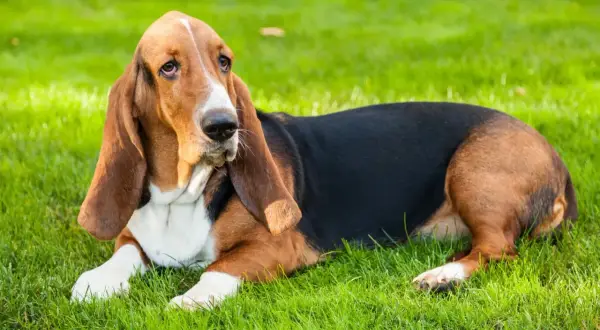 Un adorabile basset hound con lunghe orecchie marroni giace sull'erba verde, con uno sguardo pensieroso.