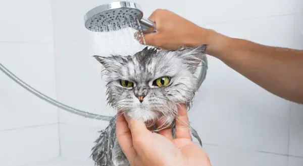 Un gatto grigio con occhi verdi, visibilmente infastidito, viene lavato sotto la doccia. Le gocce d'acqua gli bagnano il pelo.