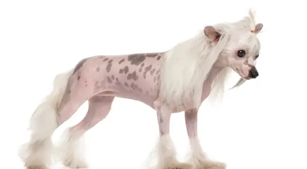 Un elegante chinese crested dog con macchie scure sulla pelle rosa, criniera bianca e folta coda.