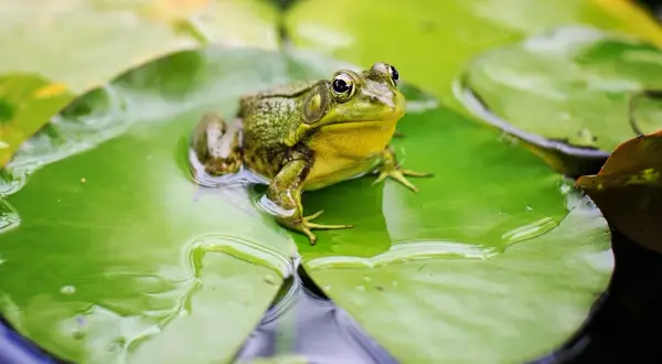 Una rana verde riposa su una ninfea, pronta a cacciare insetti, il suo cibo preferito.