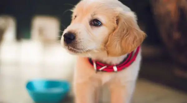 Dolce cucciolo di Golden Retriever con collare rosso, guarda pensieroso verso l'esterno, vicino a una ciotola vuota. Il cane non beve, forse aspetta qualcosa.
