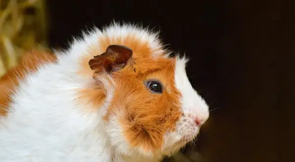 Porcellino d'India con pelo bianco e arancione, con un'espressione curiosa. Nessun segno di rogna visibile.