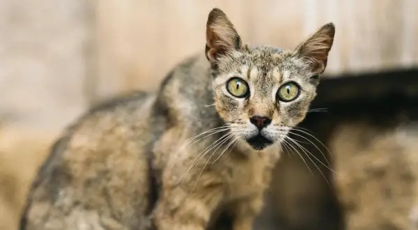 Gatto tigrato con occhi verdi luminosi, sembra salutare con uno sguardo curioso.