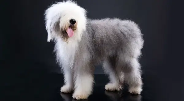 Un Bobtail dal pelo lungo e folto, con la lingua fuori, posa su sfondo scuro.