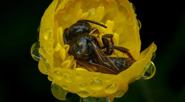 Api che dormono nei fiori gialli, bagnate da gocce di pioggia. Un riposo sereno per questi insetti laboriosi.