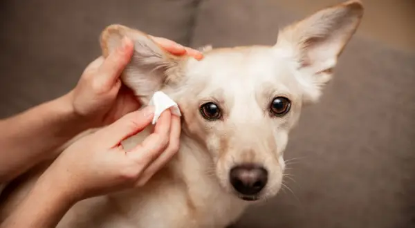Mani che effettuano la pulizia orecchie cane con un batuffolo di cotone. Il cane guarda verso l'obiettivo con occhi dolci.