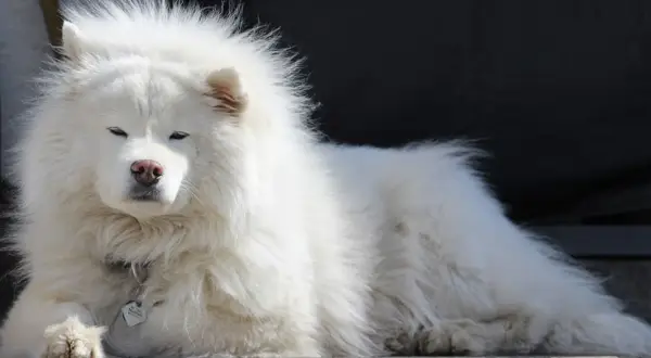 Un soffice cane bianco peloso riposa, con gli occhi socchiusi e un'espressione serena.