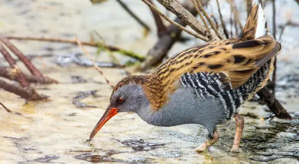 Un uccello dal piumaggio striato e grigio, con becco arancione, cerca cibo nell'acqua. Sembra l'animale più pulito del mondo, immerso nella natura.