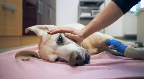 Un cane malato, con una zampa fasciata, riceve una carezza. La decisione su quanto costa sopprimere un cane è difficile.