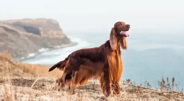 Splendido setter irlandese con folta pelliccia color mogano, in piedi su un promontorio erboso con il mare sullo sfondo.