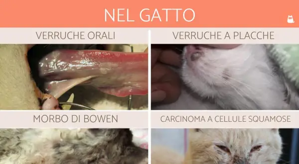 Tipi di verruca gatto: orali, a placche, Morbo di Bowen e carcinoma. Immagini mostrano diverse lesioni feline.