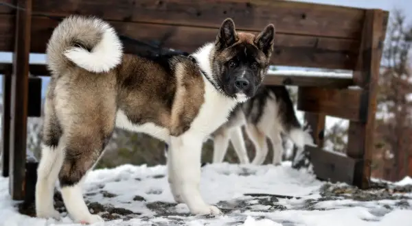 Un maestoso cane americano, con folto pelo bruno e bianco, posa fiero nella neve. Un altro cane americano è visibile sullo sfondo.