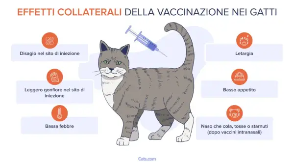 Effetti collaterali del vaccino gatto: disagio, gonfiore, febbre, letargia, scarso appetito, naso che cola o starnuti.
