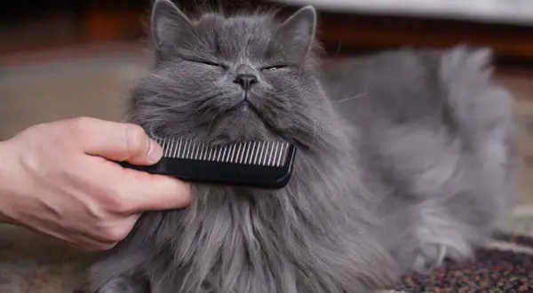 Un gatto grigio e peloso viene pettinato per sciogliere i nodi del pelo.