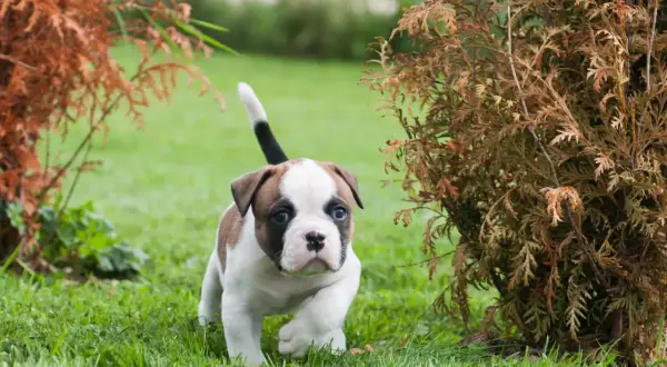 Dolce cucciolo di bulldog americano con occhi azzurri corre sull'erba tra cespugli autunnali.