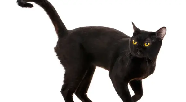 Un elegante Bombay cat nero con occhi dorati, in posa su sfondo bianco.