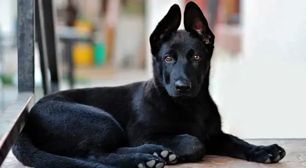 Un cucciolo di nero focato cane, con occhi ambrati e orecchie dritte, riposa su un pavimento piastrellato.