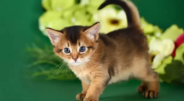 Un adorabile gattino somalo con occhi azzurri e pelo fulvo, pronto a esplorare tra fiori verdi e gialli.