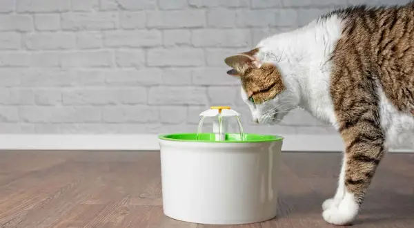 Gatto curioso beve da una fontanella per gatti. Valutiamo i pro e contro di questo accessorio per felini.