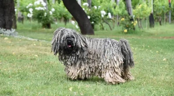 Un magnifico pastore ungherese con il suo pelo lungo e cordato, in piedi sull'erba verde, con alberi e viti sullo sfondo.