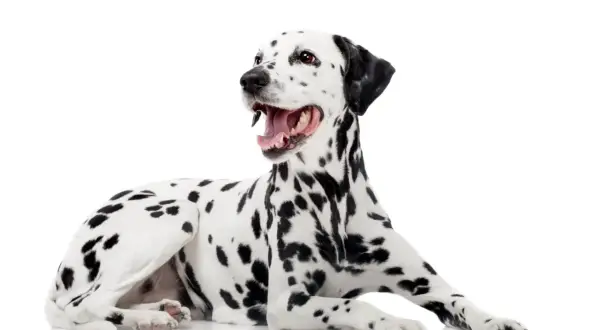 Un dalmata con macchie nere su sfondo bianco, sdraiato e con la bocca aperta, sembra felice. La sua altezza è perfetta per un cane di razza.
