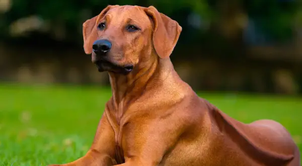 Rhodesian Ridgeback, un cane imponente, con la sua cresta distintiva, sembra vigile sull'erba. Nonostante la sua stazza, il suo sguardo è calmo, smentendo ogni idea di un Rhodesian Ridgeback pericoloso.