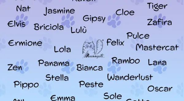 Un elenco di nomi per gatti, tra cui Gatta, Raven, Kiki, Soul, Jasmine, Elvis, Briciola, Lola, Felix, Rambo, Lana, Oscar e Gatto.