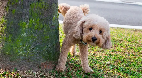 Un barboncino marrone impara come insegnare al cane a fare i bisogni fuori, vicino a un albero muschioso.