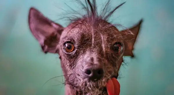 Un cane senza pelo, forse la prima razza di cane al mondo, con la lingua fuori e un ciuffo ribelle.