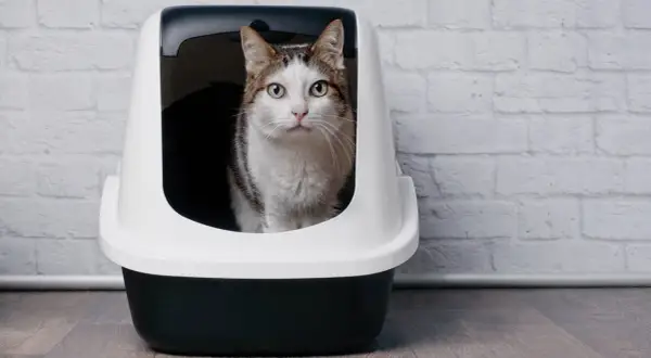 Gatto in lettiera, preoccupato per feci molli e maleodoranti. La cura è importante per il suo benessere.