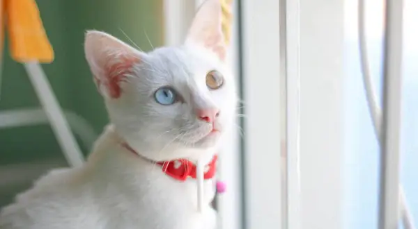 Gatto Khao Manee bianco con occhi di colori diversi, uno blu e uno ambra, guarda fuori dalla finestra.