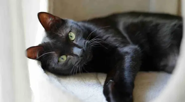 Gatto nero con occhi verdi sdraiato su una lettiera morbida, tra i vari tipi di lettiera per gatti, sceglie quella più comoda.